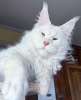 Photo №1. maine coon - for sale in the city of Chicago | 300$ | Announcement № 103590