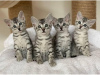 Photo №1. egyptian mau - for sale in the city of Brussels | negotiated | Announcement № 118464