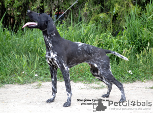 Additional photos: One-year-old working bitch of shorthaired pointer for sale