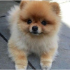Photo №1. pomeranian - for sale in the city of Prague | negotiated | Announcement № 56652