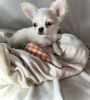 Photo №1. chihuahua - for sale in the city of Дрезден | 317$ | Announcement № 98464