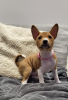 Photo №4. I will sell basenji in the city of Gdańsk. breeder - price - negotiated