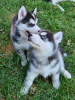 Photo №1. siberian husky - for sale in the city of London | 528$ | Announcement № 87377