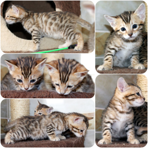 Photo №1. bengal cat - for sale in the city of Minsk | 300$ | Announcement № 6213