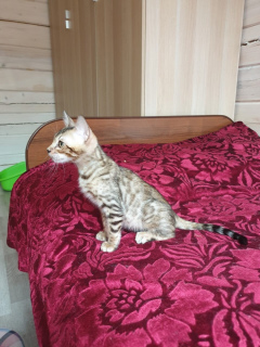 Photo №3. Bengali boy for sale # 2 Arnold Royal Status Cat.. Russian Federation