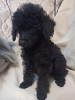 Photo №1. poodle (toy) - for sale in the city of Vilnius | 1827$ | Announcement № 18789