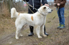 Photo №2. Mating service central asian shepherd dog. Price - 474$