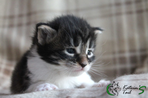 Photo №1. maine coon - for sale in the city of St. Petersburg | 424$ | Announcement № 6784