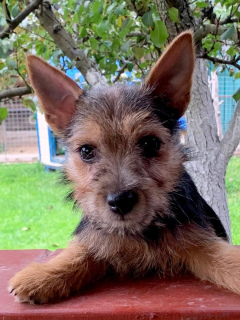 Additional photos: Norwich Terrier. Puppies