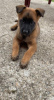 Photo №4. I will sell belgian shepherd in the city of Москва. from nursery - price - negotiated