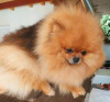 Photo №1. pomeranian - for sale in the city of Kreivilä | Is free | Announcement № 124079