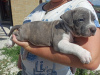 Photo №2 to announcement № 55297 for the sale of american bully - buy in Russian Federation private announcement