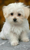 Photo №2 to announcement № 46287 for the sale of maltese dog - buy in United States private announcement