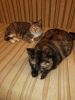 Additional photos: Affectionate tricolor cats Mixi and Nika the turtle are looking for a home!