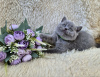 Photo №4. I will sell british shorthair in the city of Tolyatti. breeder - price - negotiated