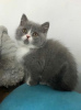 Photo №4. I will sell british shorthair in the city of Berlin. private announcement - price - Is free