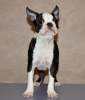 Additional photos: Boston terrier puppies for sale