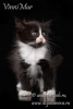 Photo №2 to announcement № 68536 for the sale of siberian cat - buy in Russian Federation from nursery