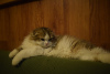 Additional photos: Scottish Fold/Highland Fold kitten WCF