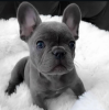 Photo №2 to announcement № 113695 for the sale of french bulldog - buy in Poland 