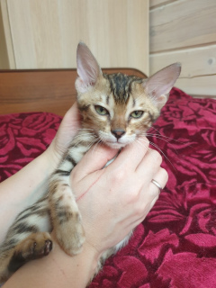 Photo №2 to announcement № 1485 for the sale of bengal cat - buy in Russian Federation from nursery