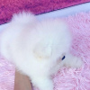 Photo №2 to announcement № 103689 for the sale of pomeranian - buy in United Kingdom 