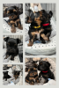 Additional photos: Miniature yorkie-boys