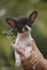 Photo №1. chihuahua - for sale in the city of Krasnodar | 405$ | Announcement № 12064