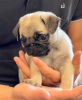 Photo №2 to announcement № 80051 for the sale of pug - buy in Australia private announcement