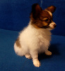 Photo №4. I will sell papillon dog in the city of Dnipro. breeder - price - 900$