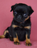 Photo №4. I will sell belgian griffon, brussels griffon, petit brabançon in the city of Москва. from nursery - price - 1585$
