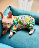 Photo №3. FRENCH BULL DOG. United States