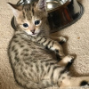 Photo №1. savannah cat - for sale in the city of Barendrecht | 380$ | Announcement № 13834