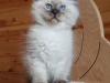 Photo №1. ragdoll - for sale in the city of Торонто | 1200$ | Announcement № 99262