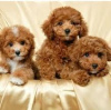 Photo №1. poodle (toy) - for sale in the city of Bosanska Krupa | 300$ | Announcement № 63495