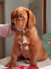 Photo №2 to announcement № 17984 for the sale of dogue de bordeaux - buy in Russian Federation from nursery