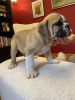 Additional photos: English bulldog