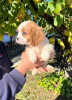 Additional photos: Cavalier King Charles Spaniel