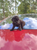 Photo №1. poodle (toy) - for sale in the city of Tallinn | 1456$ | Announcement № 29245
