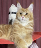 Photo №1. maine coon - for sale in the city of Miami | 634$ | Announcement № 87858