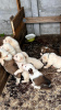 Additional photos: Alabai puppies (Central Asian Shepherd(