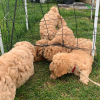 Photo №2 to announcement № 18643 for the sale of poodle (toy) - buy in Canada private announcement, breeder