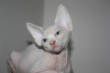 Photo №3. Canadian Sphynx/Kanadische sphynx. Germany