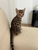 Photo №2 to announcement № 98344 for the sale of bengal cat - buy in Serbia 