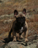 Photo №4. I will sell french bulldog in the city of Zaporizhia. private announcement, from nursery, breeder - price - 2113$