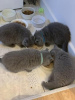 Photo №4. I will sell british shorthair in the city of Dusseldorf. from nursery, from the shelter, breeder - price - 423$