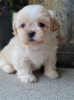 Photo №1. shih tzu - for sale in the city of Chelyabinsk | 317$ | Announcement № 105515