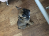 Photo №4. I will sell french bulldog in the city of Kiev. breeder - price - 1800$