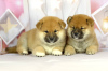 Photo №1. shiba inu - for sale in the city of Minsk | negotiated | Announcement № 40518