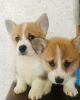 Photo №1. welsh corgi - for sale in the city of Helsingby | 370$ | Announcement № 65571